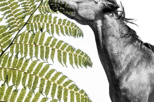 Cheval dans l'ombre avec feuille de fougère et lumière