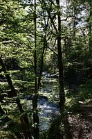 Green forest with mossy trees surrounding wildly flowing river
