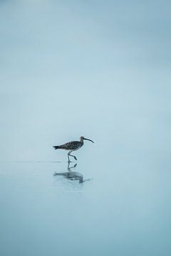 Sereniteit in Stil Water - Vogelreflectie van Femke Ketelaar