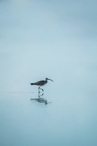 Sereniteit in Stil Water - Vogelreflectie