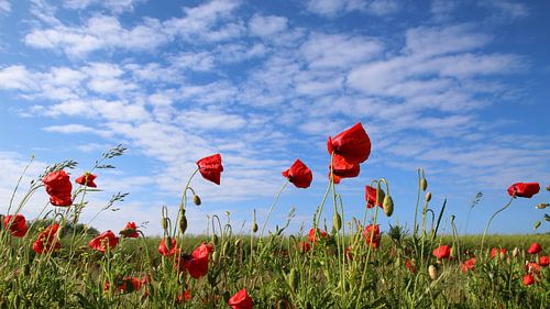Mohnblumen im Wind