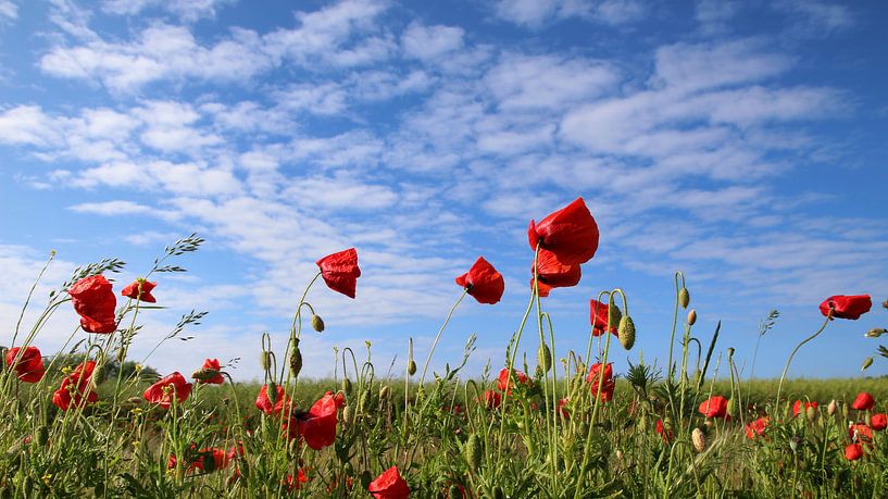 Mohnblumen im Wind von Ostsee Bilder