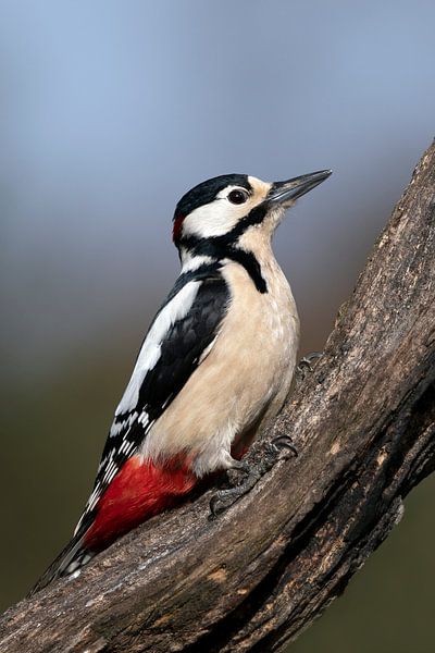 Great Pied Woodpecker by Henk Zielstra