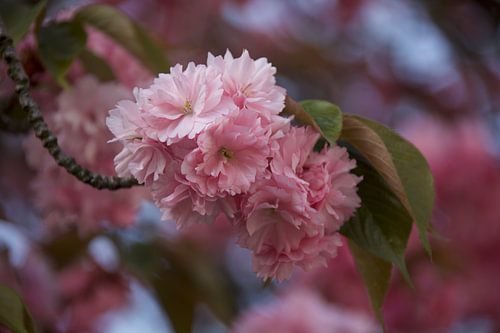 Roze bloesem