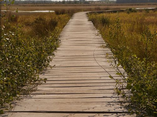 I would walk on water.