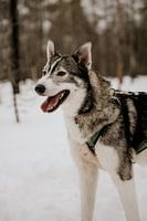 Husky-Hund in Finnisch-Lappland (Finnland)