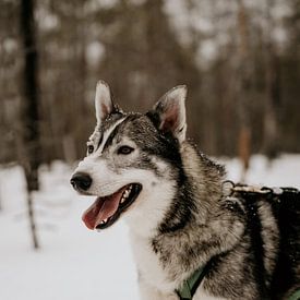 Husky hond in Fins Lapland (Finland) van Christa Stories