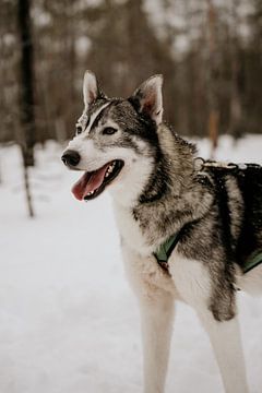 Chien husky en Laponie finlandaise (Finlande)