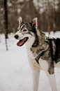 Husky-Hund in Finnisch-Lappland (Finnland) von Christa Stories Miniaturansicht