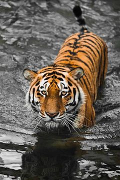 . jonge mooie tijger met expressieve ogen loopt op het water (baadt), contrasterende zwarte water ro van Michael Semenov