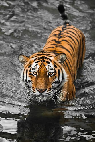 . young beautiful tiger with expressive eyes walks on the water (bathes), contrasting black water re