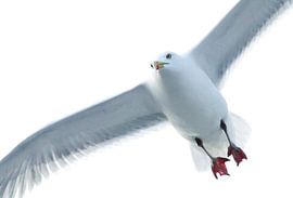 Seagull by Anne Koop