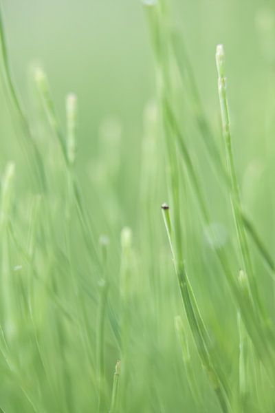 Gras von Robert Wiggers