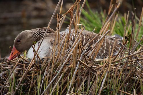 Breeding goose, spring is in the air.