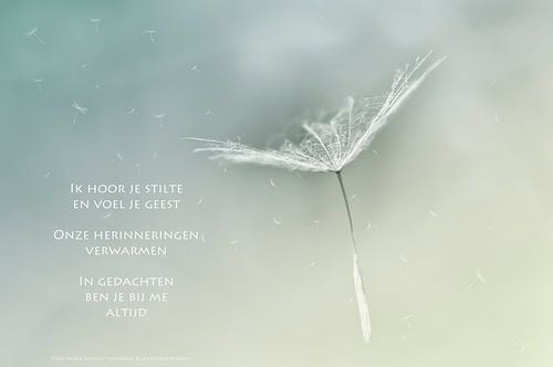 Pluisjes gedragen door de wind