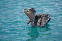 Bruine pelikaan op Curacao