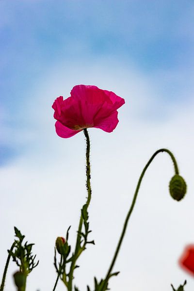 Poppy by Frank Bison