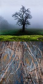 Tree-moss-rock by Hannie Kassenaar