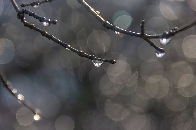 Drops by Kees Korbee