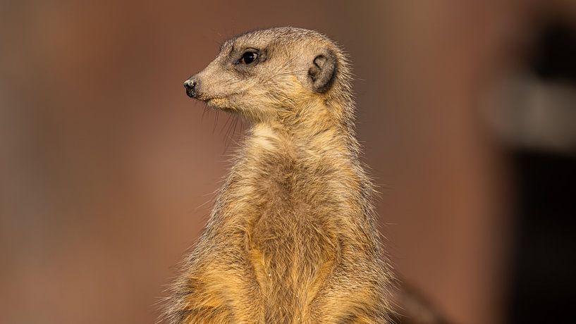 Erdmännchen Portrait – Wachsamkeit in sanfter Umgebung von Runawayphill