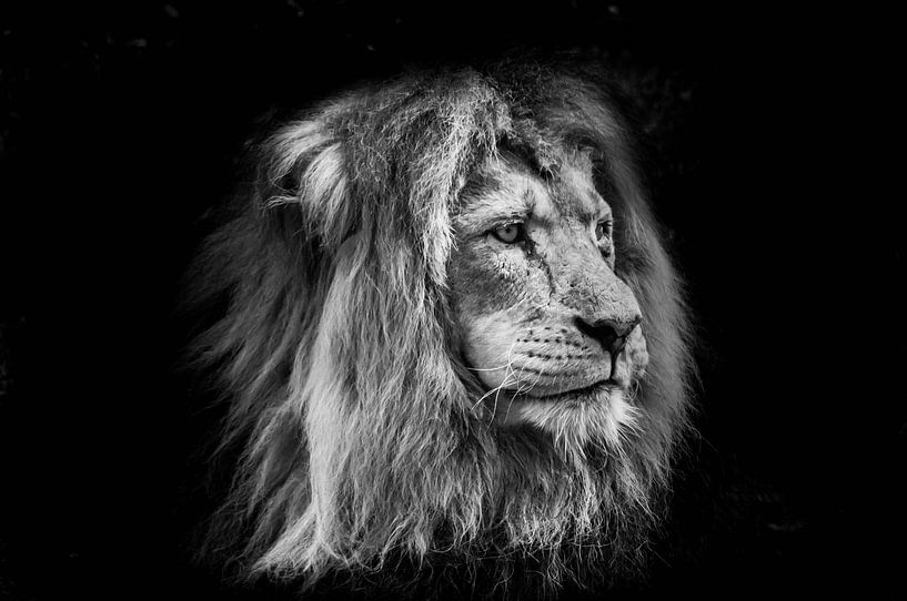Animals | Lion by Sylvana Portier