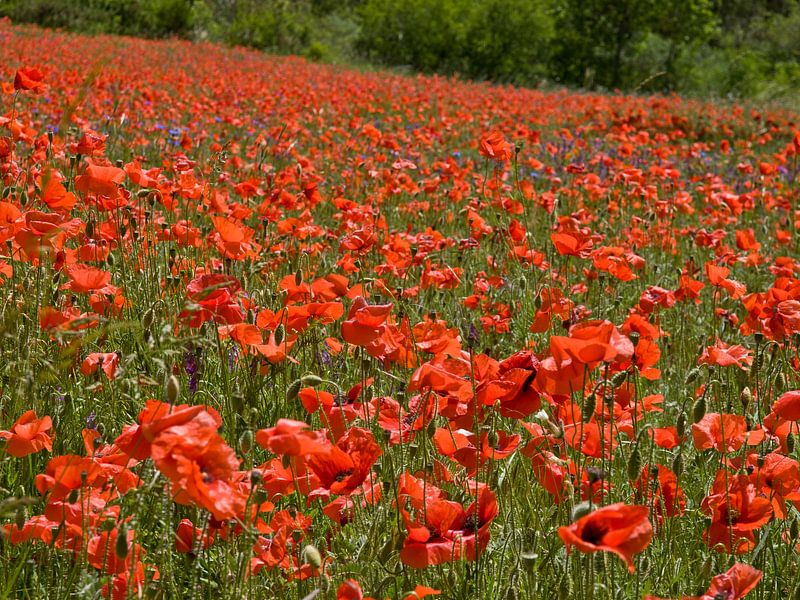 coquelicots par M  van den Hoven