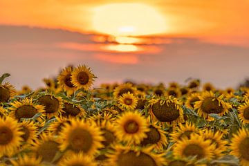 Sunset over a sunflower field on the hills of southern Limburg by John Kreukniet