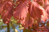 Rode herfstbladeren van Nicolette Vermeulen thumbnail