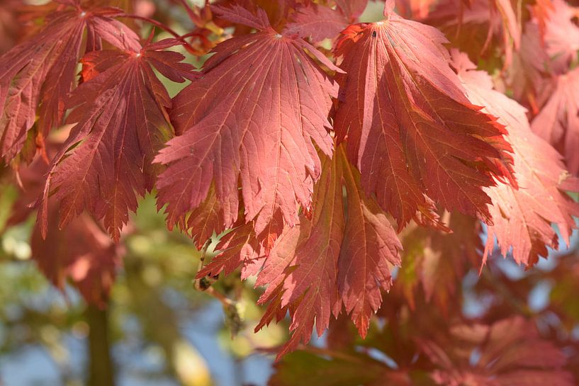 Rotes Herbstlaub von Nicolette Vermeulen