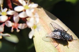 Hij vliegt nog niet weg by Anja Ruiter