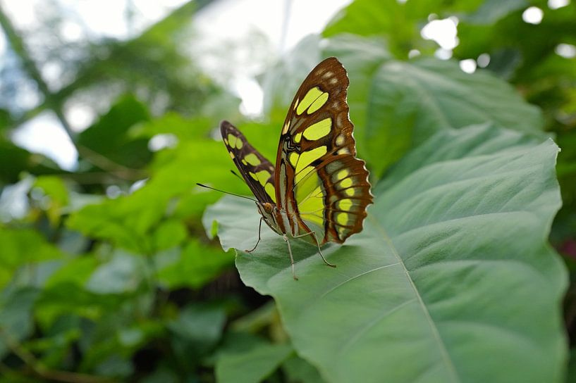 Schmetterlingsposen von Eric de Haan