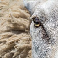 Oog in oog
