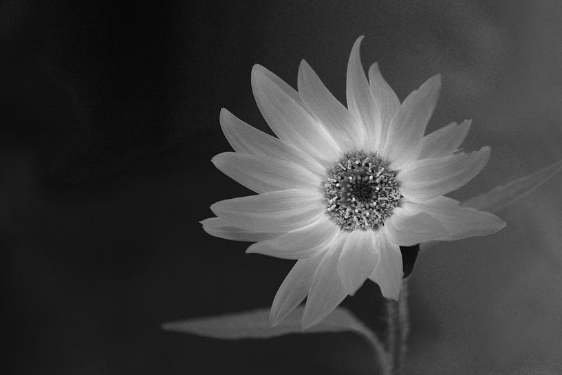 Fleur ZW par VenPhoto