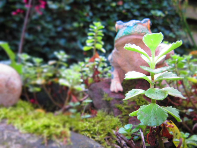 De kikker die als dier de tuin in kijkt op de vijver by Veluws