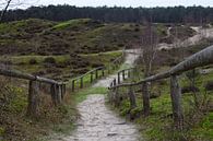Een pad over de duinen van Gerard de Zwaan thumbnail