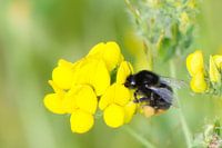 Rock bumblebee