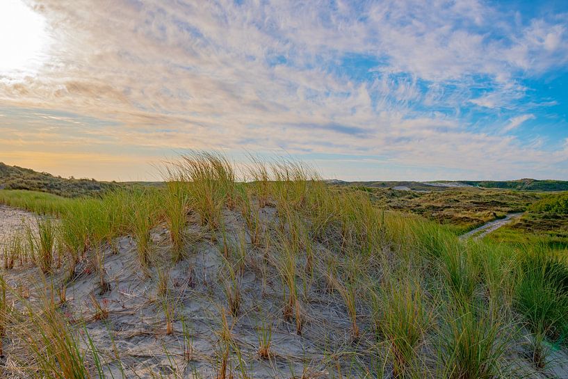 Strandhafer auf der Düne von Terschelling von Merijn Loch