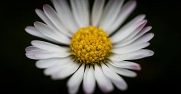 Bloemen Macro van DK | Photography