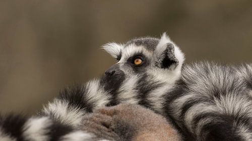 warmte van anja voorn