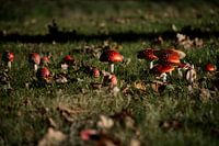 Rot mit weißen Tupfen