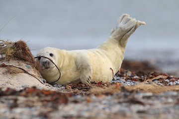 Grijze Zeehond Brul Helgoland Eiland Duitsland van Frank Fichtmüller