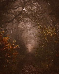 Picturesque Dark Forest Trail by Danielle Tempelaars