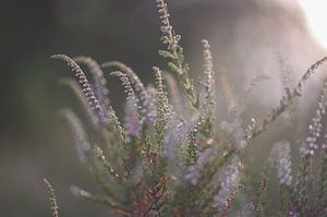 erste Heidepflanze