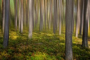 Wald