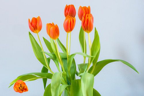 Bosje tulpen