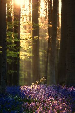 Hallerbos 2 sur Bart Ceuppens