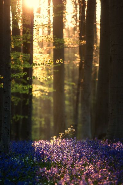 Hallerbos 2 par Bart Ceuppens