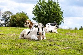 Happy cows by Harald Schottner