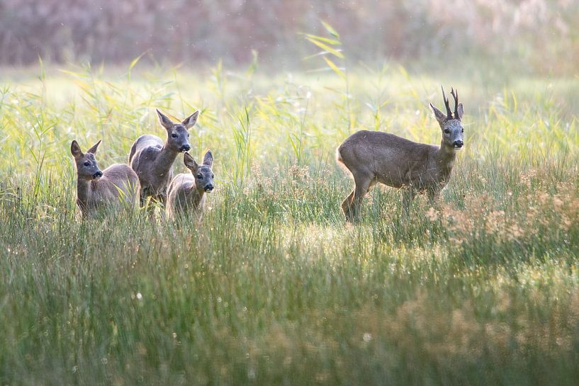 Famille de cerfs Naardermeer Spring Tegenlicht par Barend de Ronde