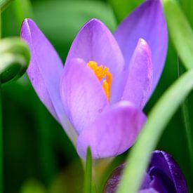 Krokus in Grün von Gerard de Zwaan